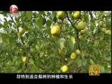 魅力安徽-20170324-砀山酥梨