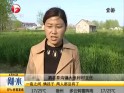 泗县：母子沟边挖中药  不幸双双溺亡