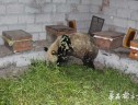 “吃货”大熊猫下山偷吃10多箱蜂蜜